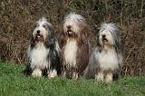 BEARDED COLLIE 357